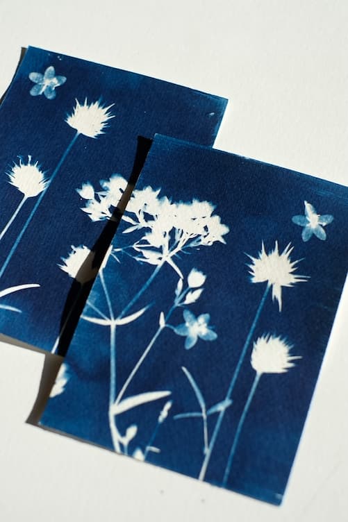 Cyanotype printing on a walk