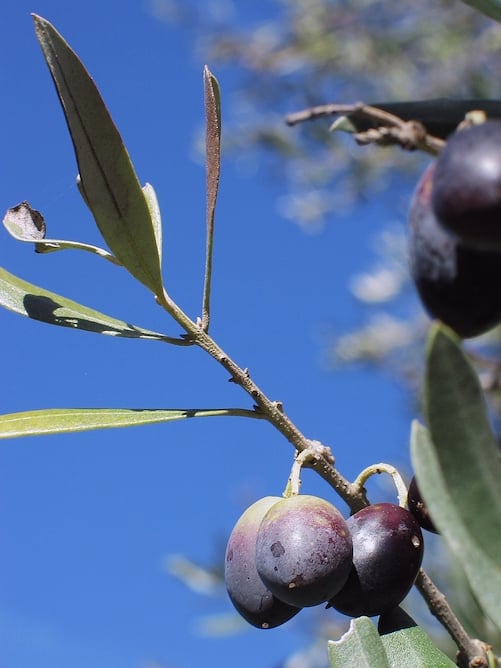 Olive-picking Activity