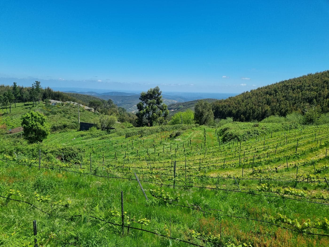 Eviva Wine School