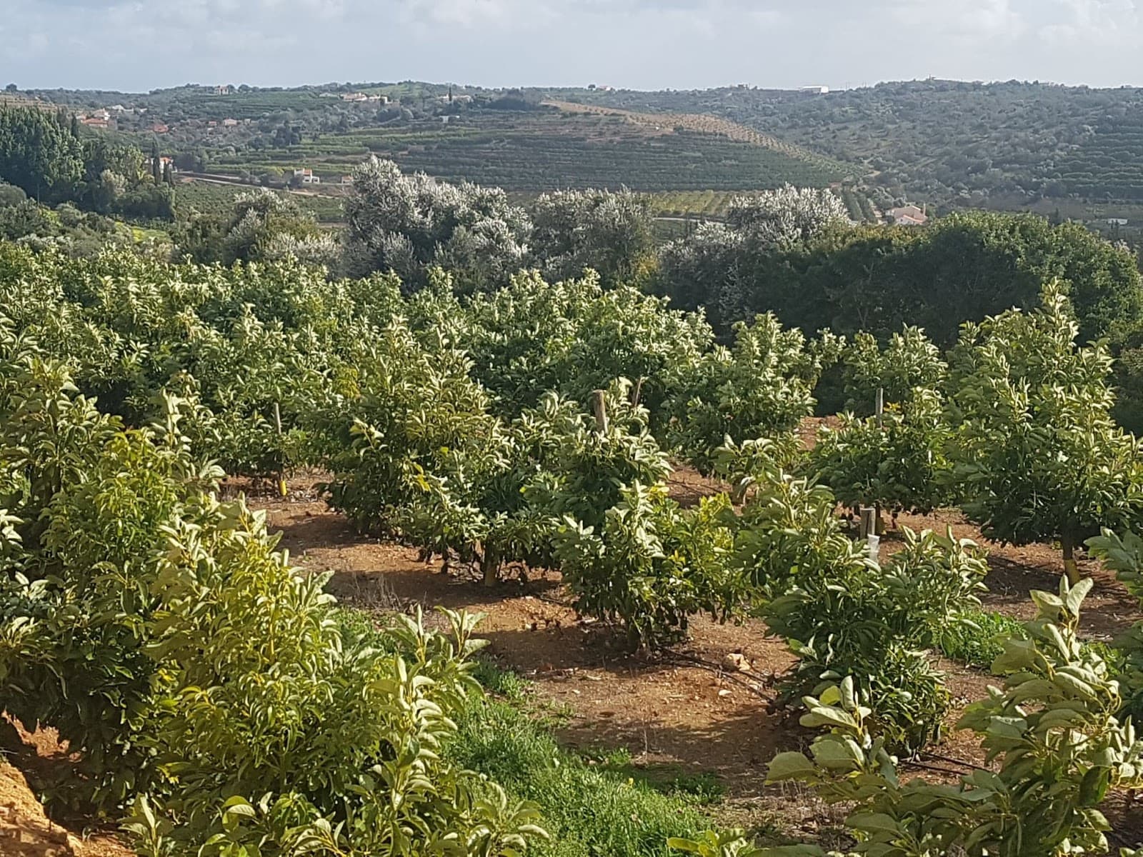 Orangenfarm Portugal