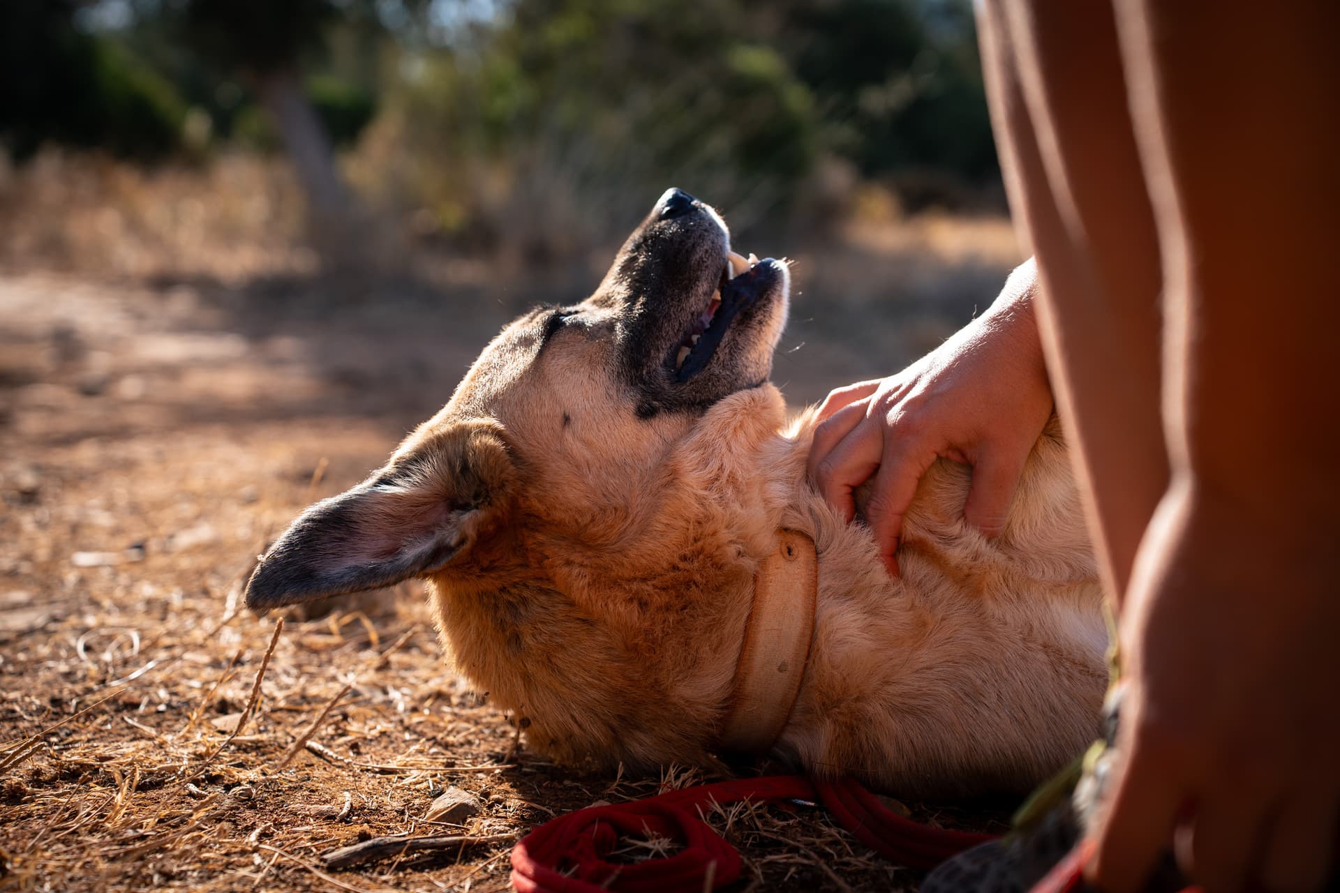 A rescue dog enjoying a chest rub in the evening sun