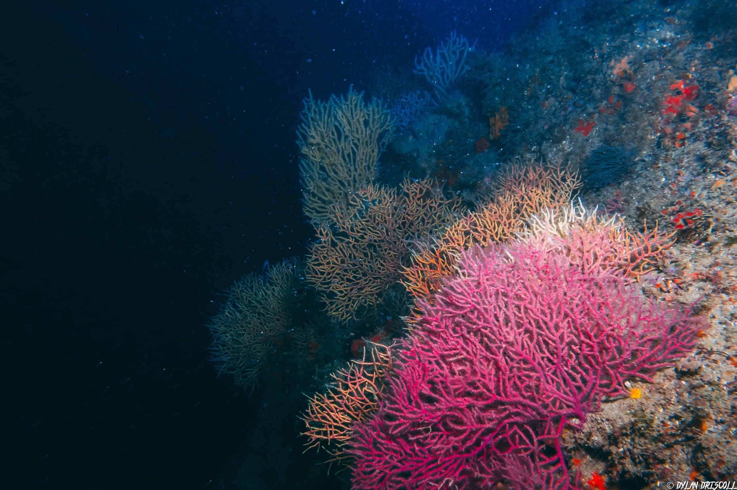 Discover Scuba Diving Taster