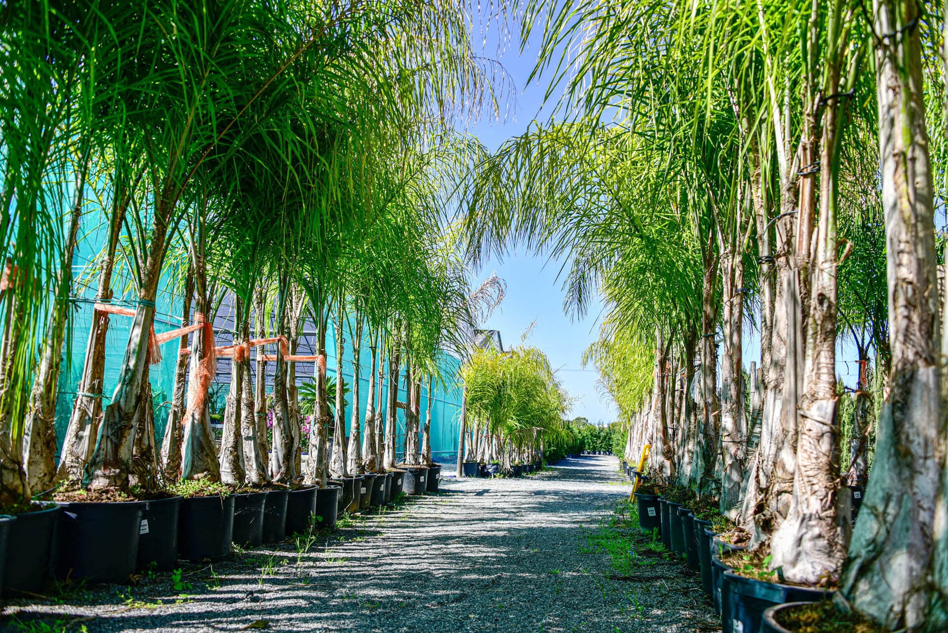 Pina Garden Center