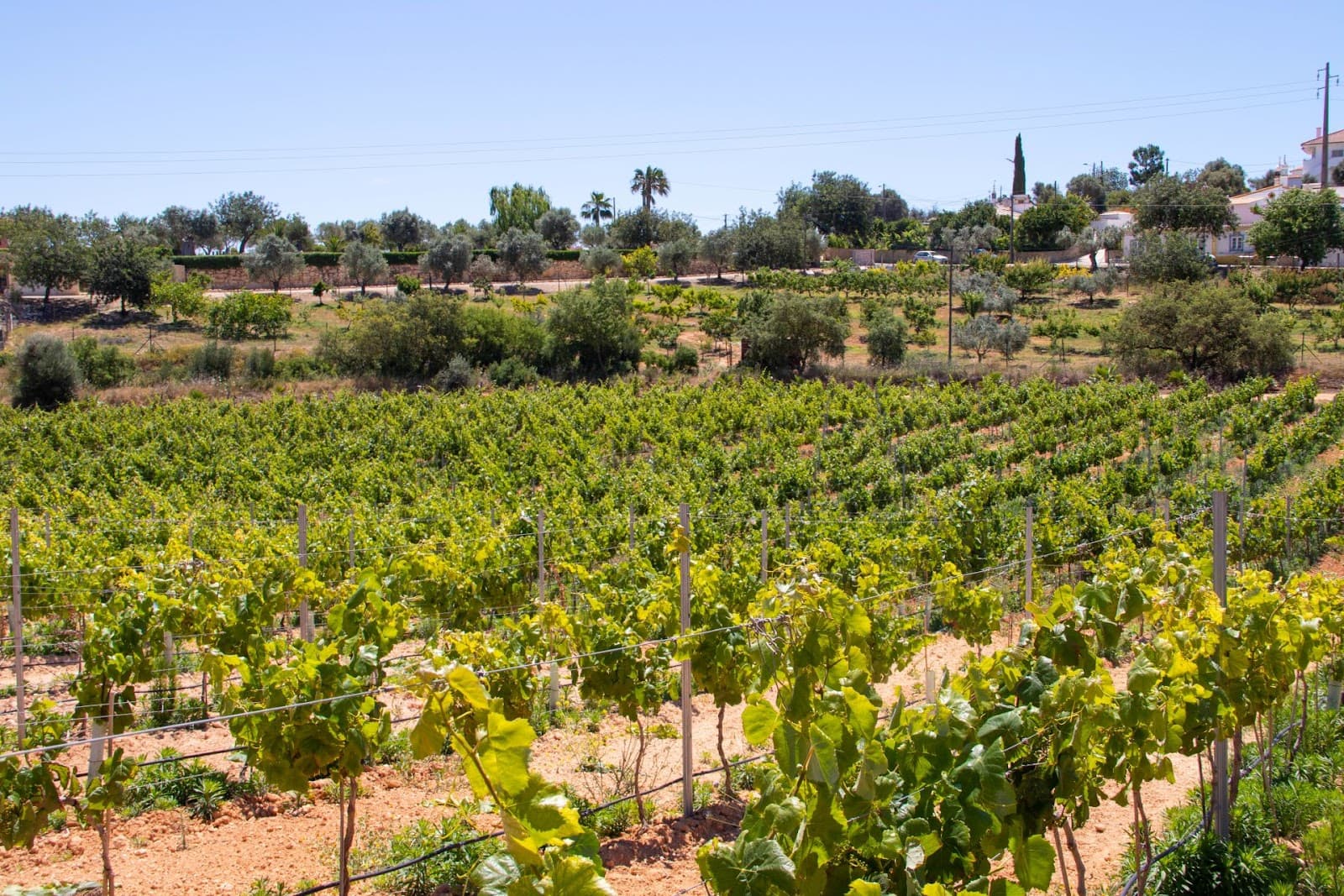 Quinta do Rogel