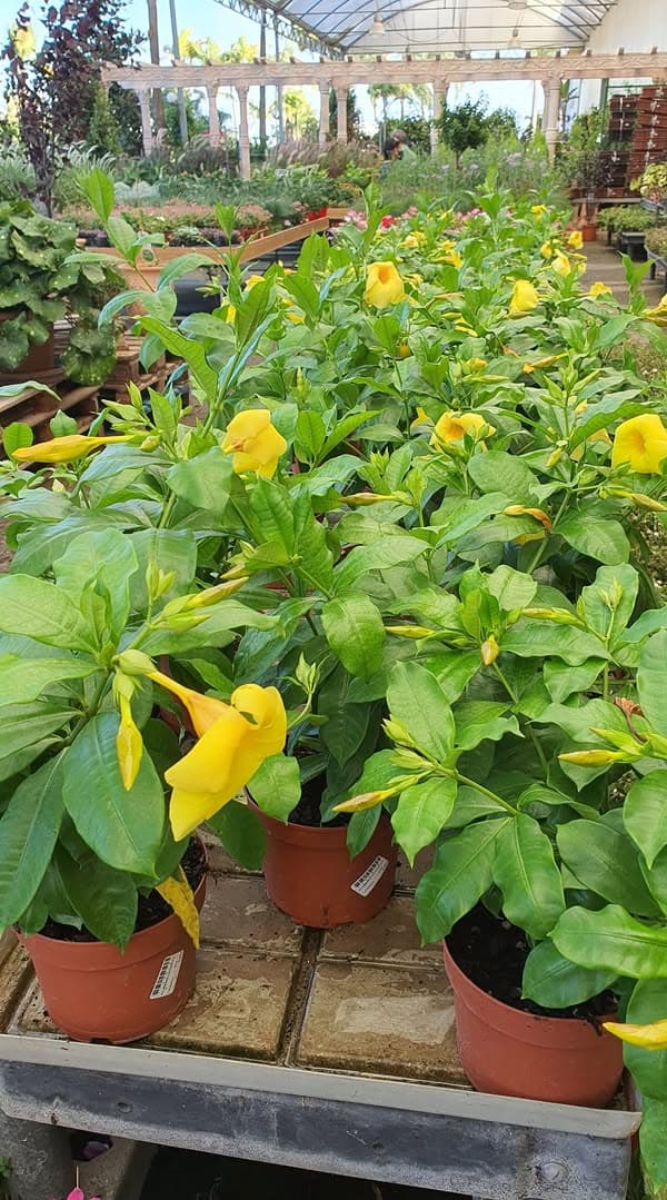 Giga Garden