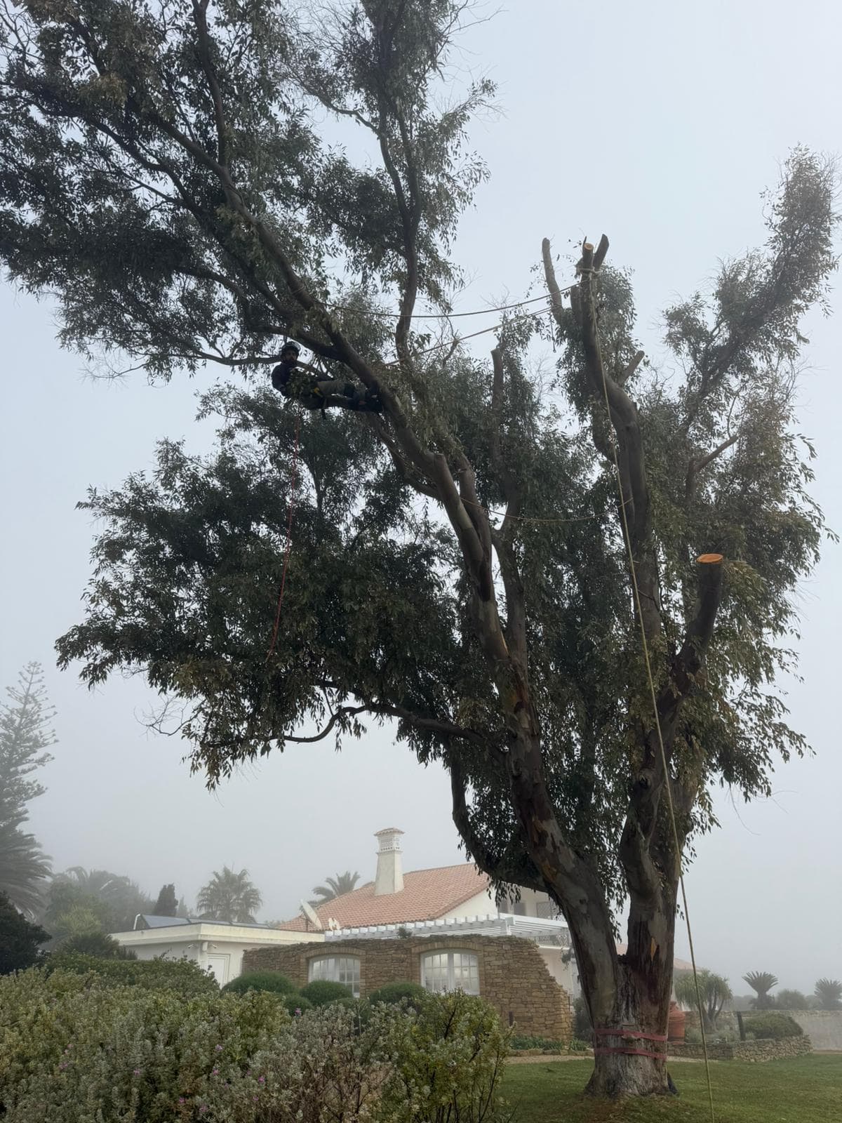 TreeProSurge