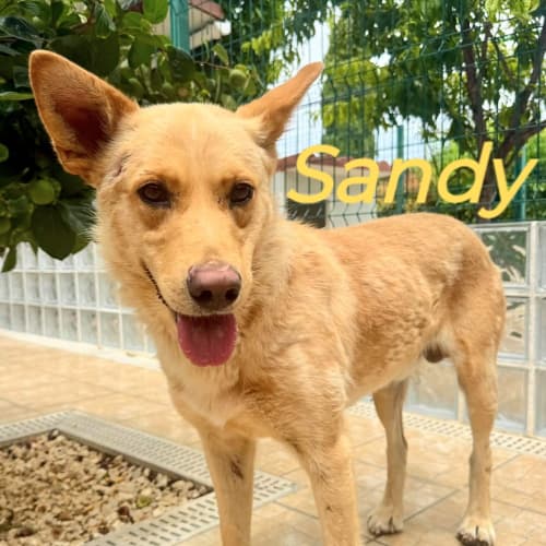 Santa Barbara Animal Help