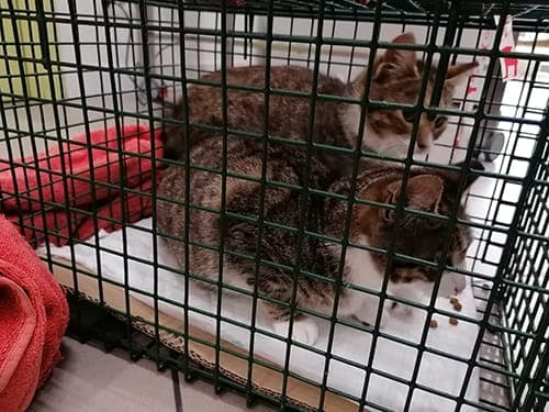 SOS Algarve Animals