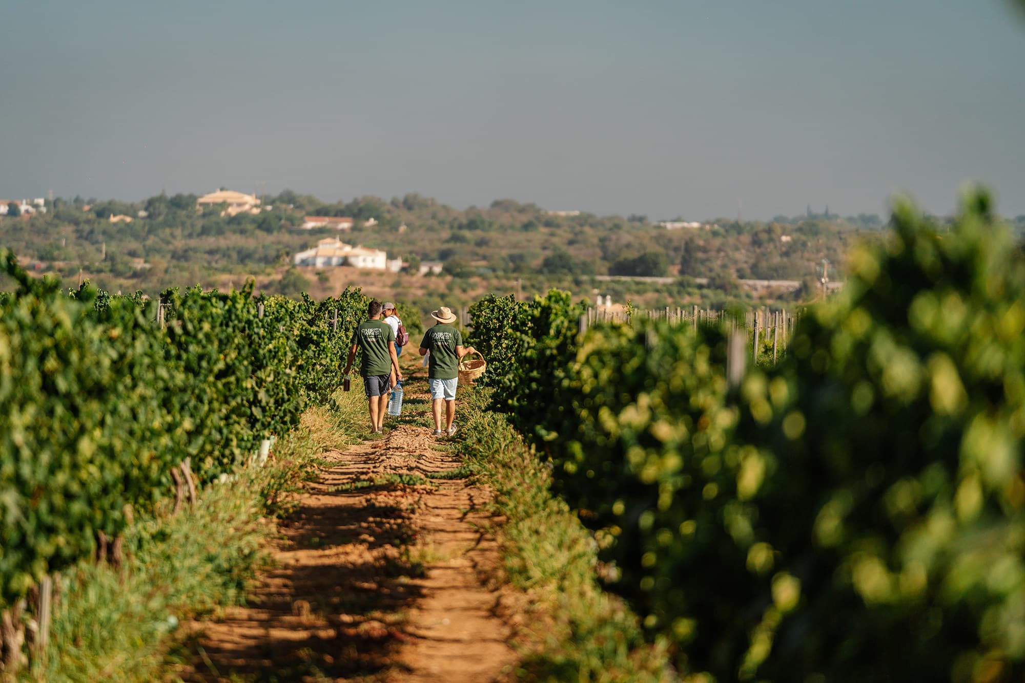 Cabrita Wines