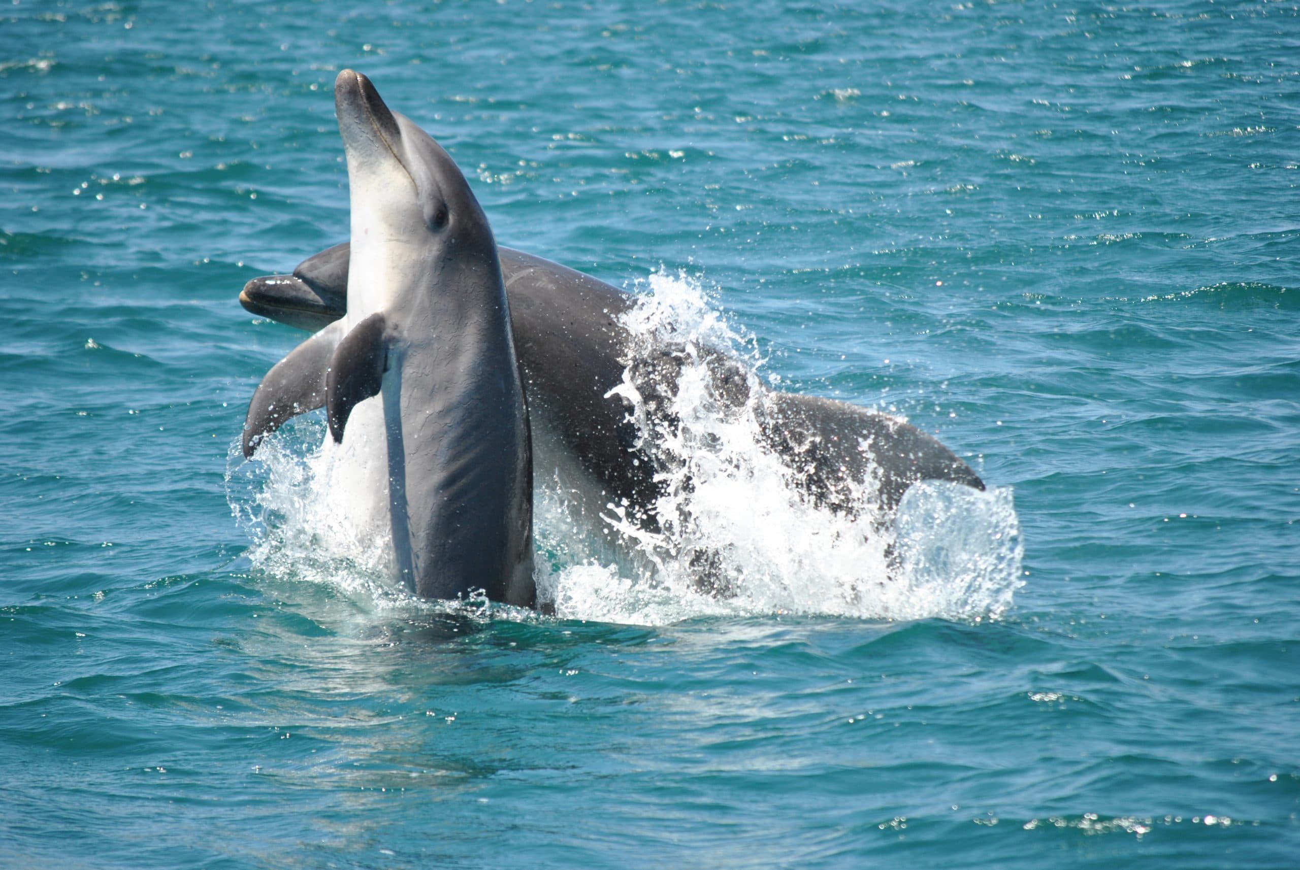 Sealife Dolphin Watching