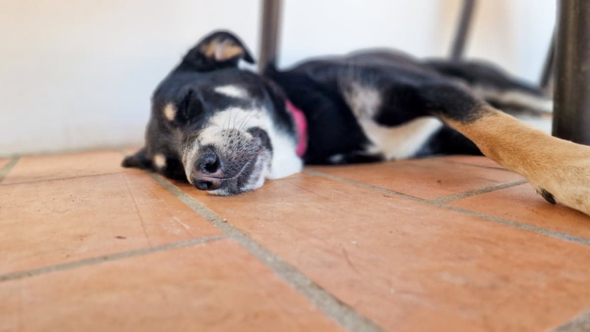 A Dog's Life Rescue & Sanctuary