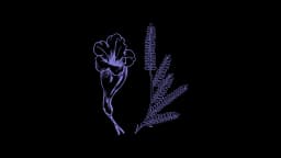 Jacaranda logo