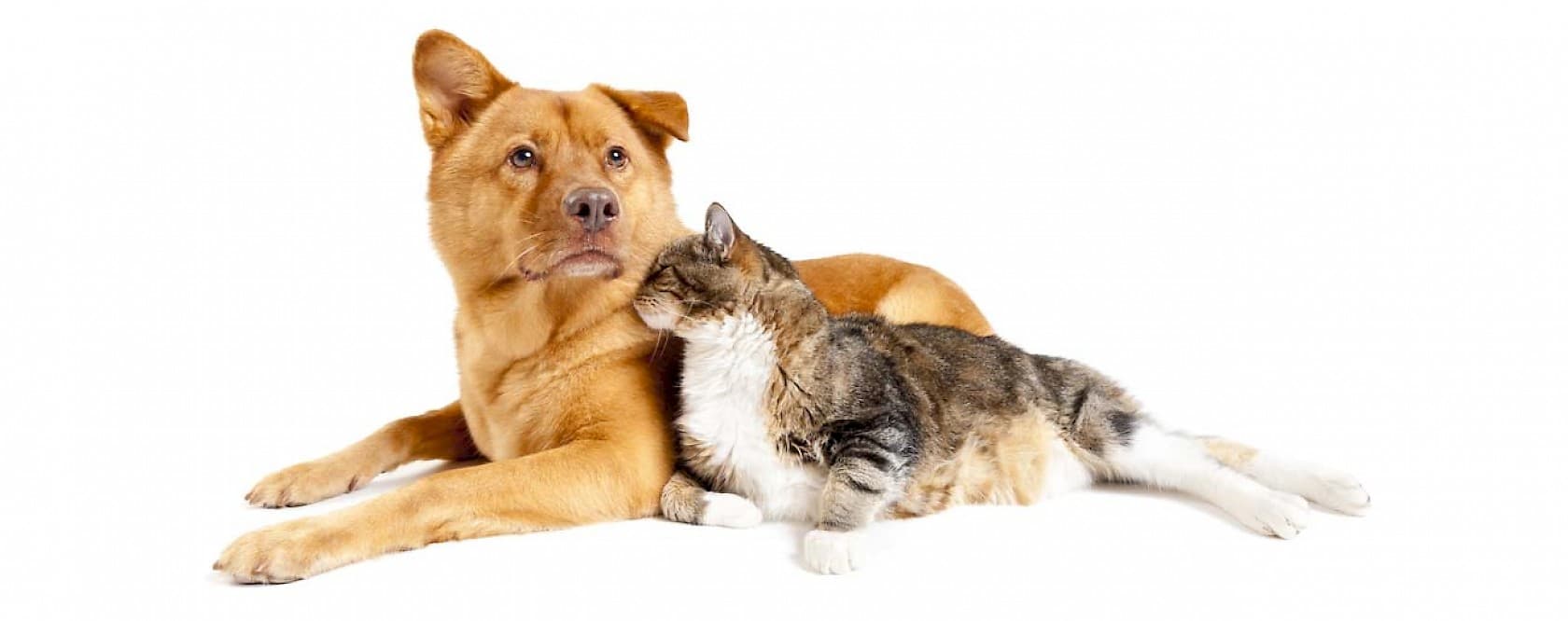 Centro Veterinário Porto Seguro