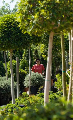 Natura Garden Centres