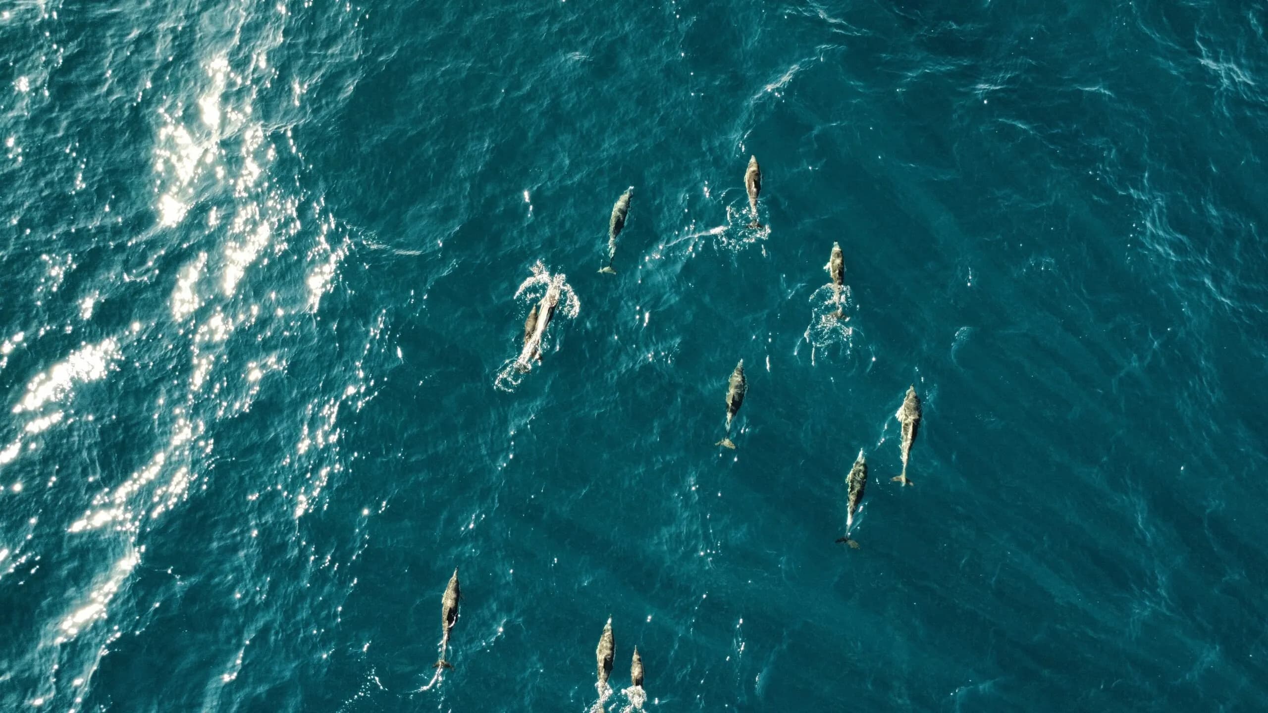 Ocean Vibes