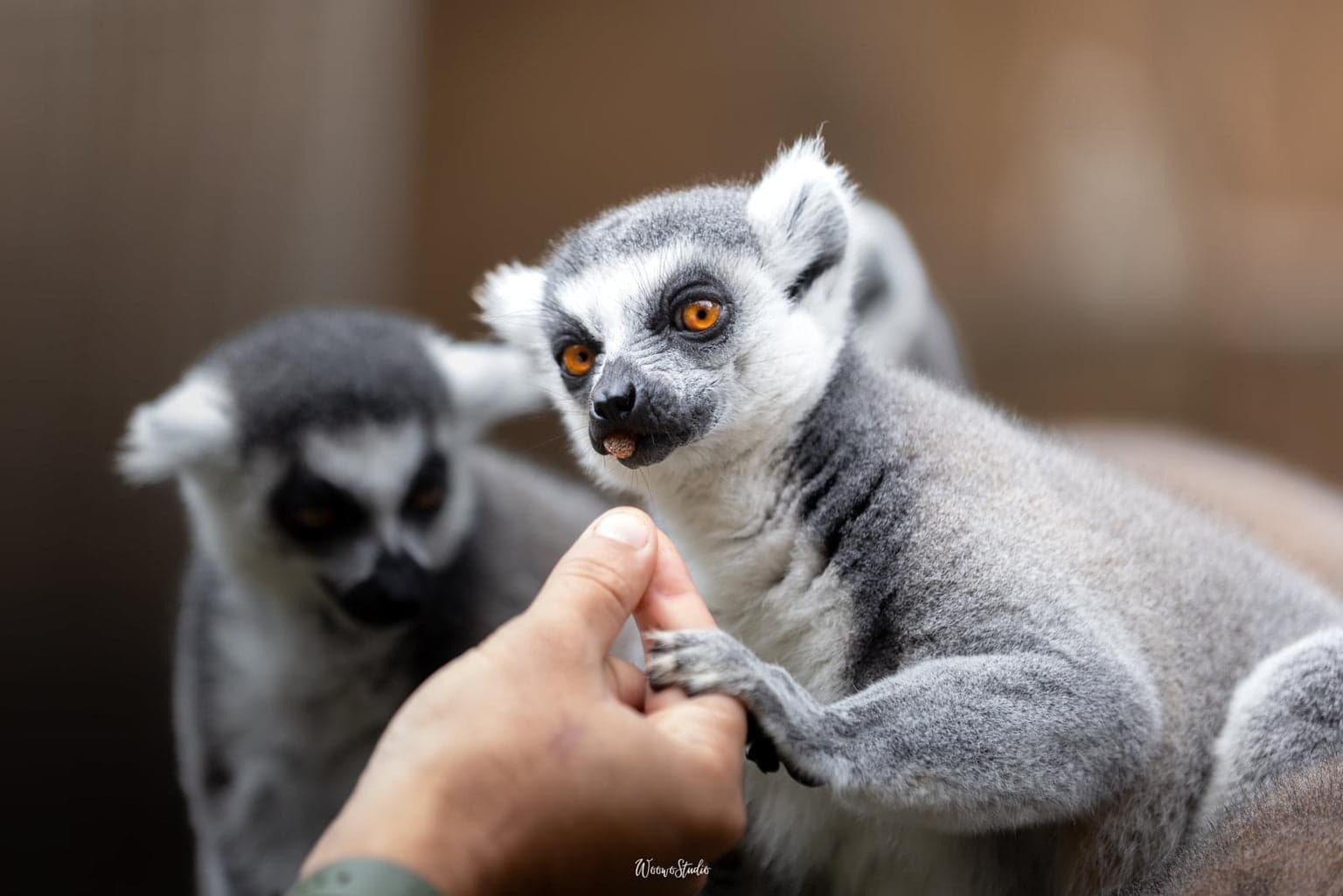 Zoo de Lagos