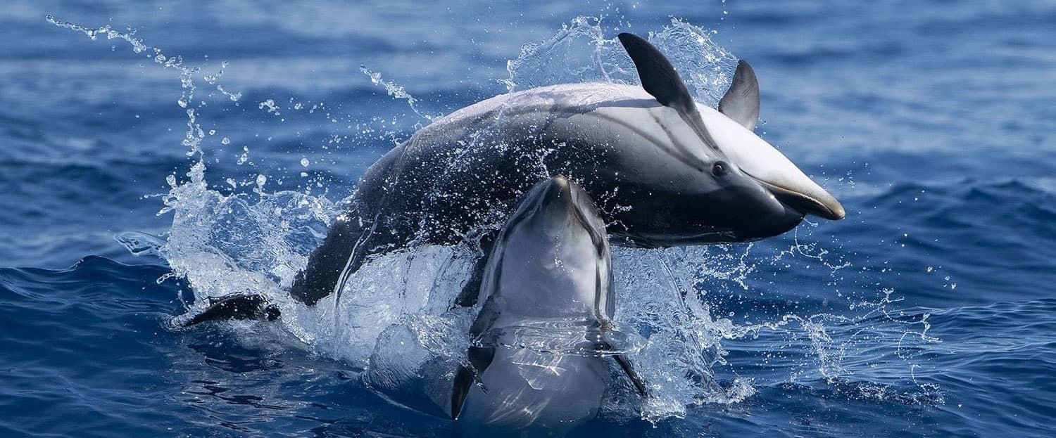 Seadolphins Algarve