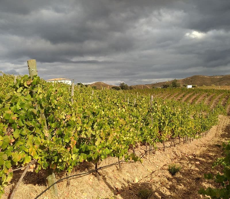 Quinta do Francês Winery