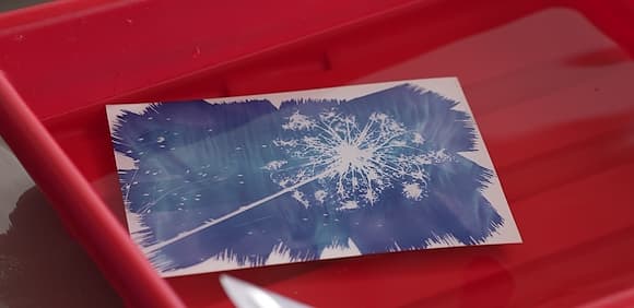 Cyanotype Printing with Algarve Flora