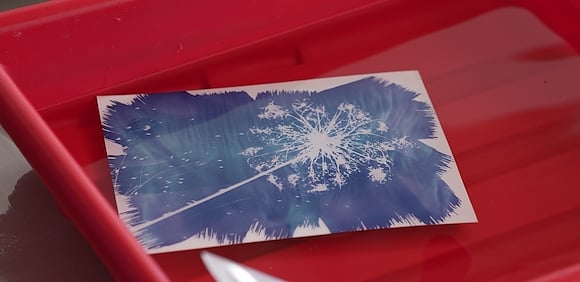 Cyanotype Printing with Algarve Flora