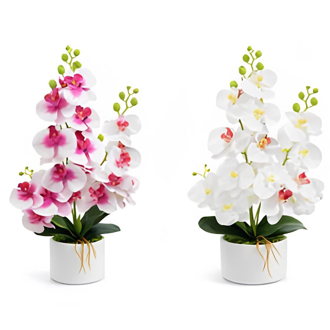Orchid, 53 cm