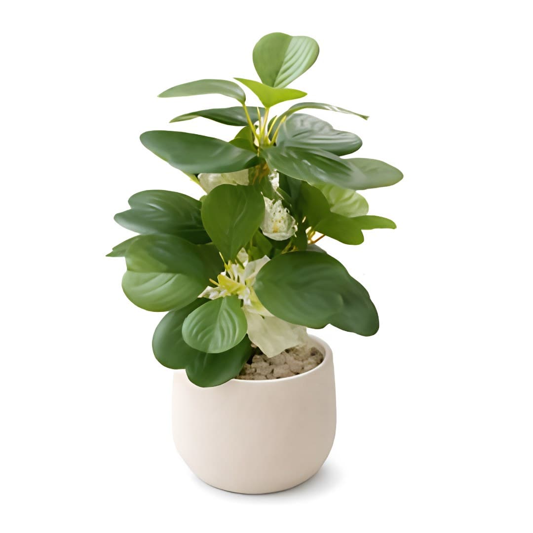 Orchid, 28 cm